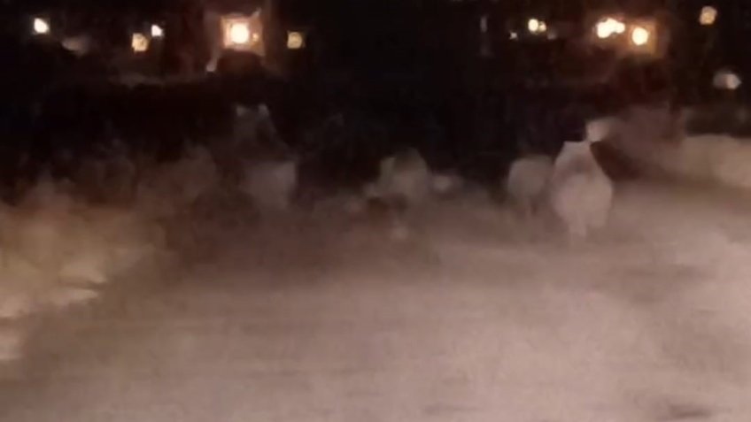 Van’da ayı sürüsü kameraya yansıdı