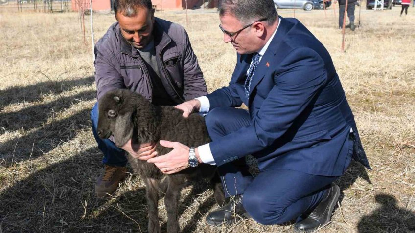 Van’da koyunculuk projesi başarıyla devam ediyor