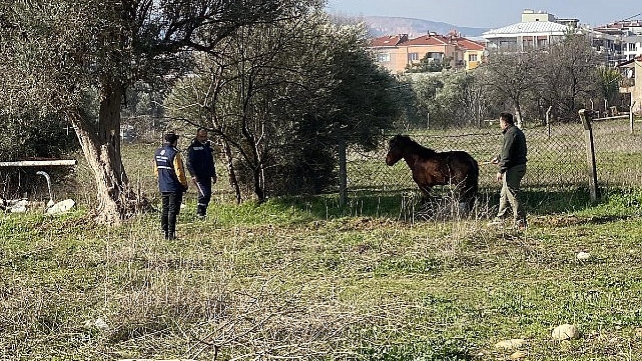 Kemalpaşa'da vatandaşlar tarafından yaralı halde bulunan Yılkı Atı, tedavi edilerek doğal yaşama salındı