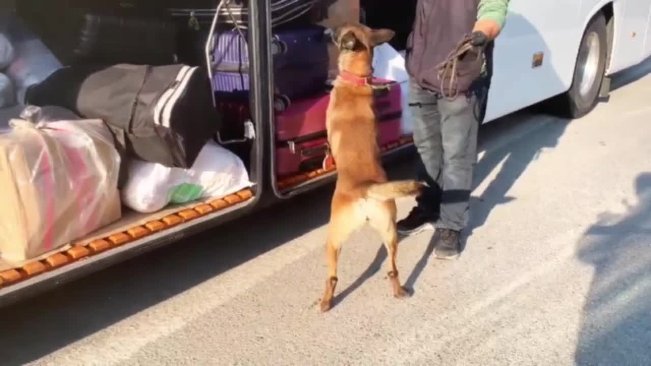 Malatya'da peynir bidonlarına gizlenmiş 12 kilo skunk ele geçirildi
