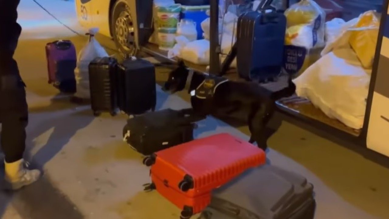 Narkotik köpeği "Naz" zehir tacirlerine geçit vermiyor