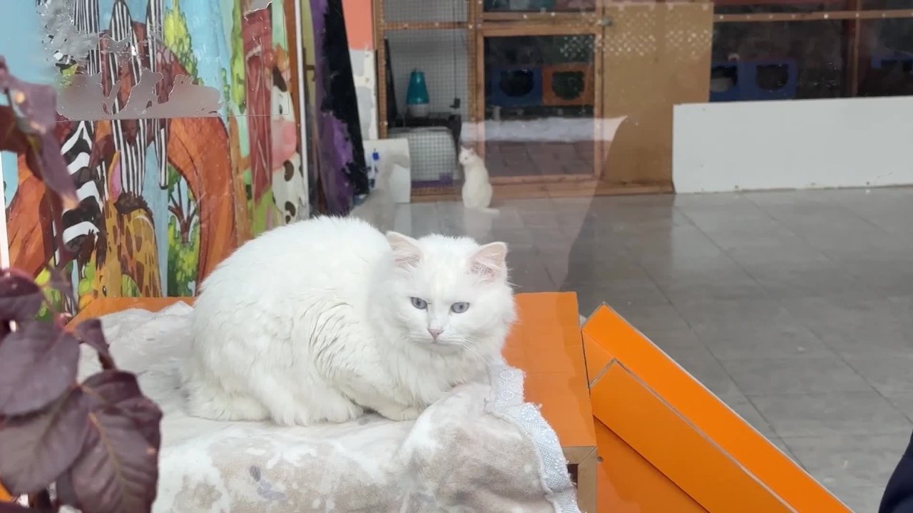 Van’da kedi evlerine ilgi büyük