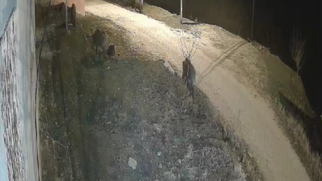 Elazığ’da yiyecek arayan domuz sürüsü köye indi