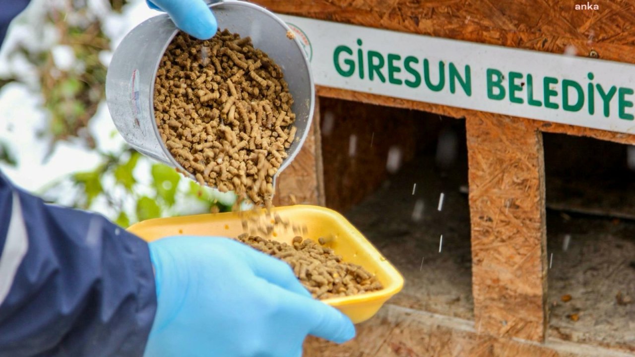 Giresun Belediyesi'nden can dostlara mama desteği 