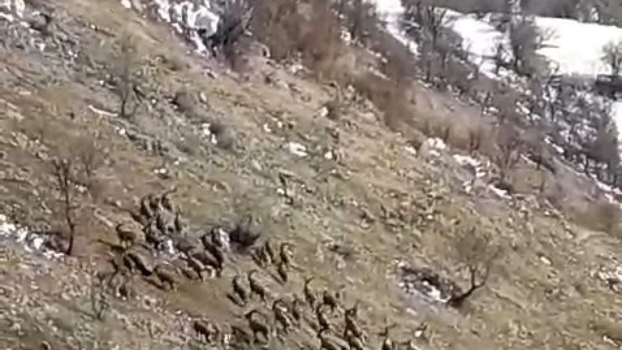 Nesli tükenme tehlikesi bulunuyordu, Elazığ’da sürü halinde görüldü