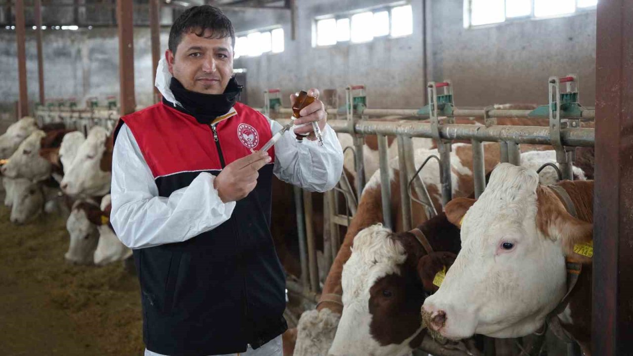 Muş’ta büyükbaş hayvanlar için aşılama çalışmaları devam ediyor