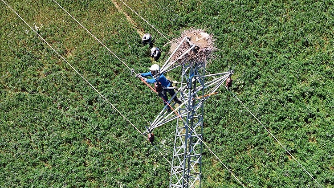 Doğu Anadolu’da hem leylekler hem de enerji güvende