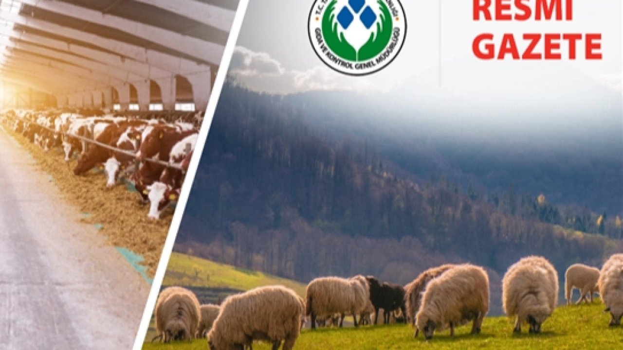 Koyun ve Keçi Yönetmeliği'nde değişiklik... Taahhütname uygulaması kaldırıldı