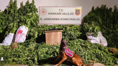 Yüksekova’da 630 kök kenevir ve 61 kilo esrar ele geçirildi
