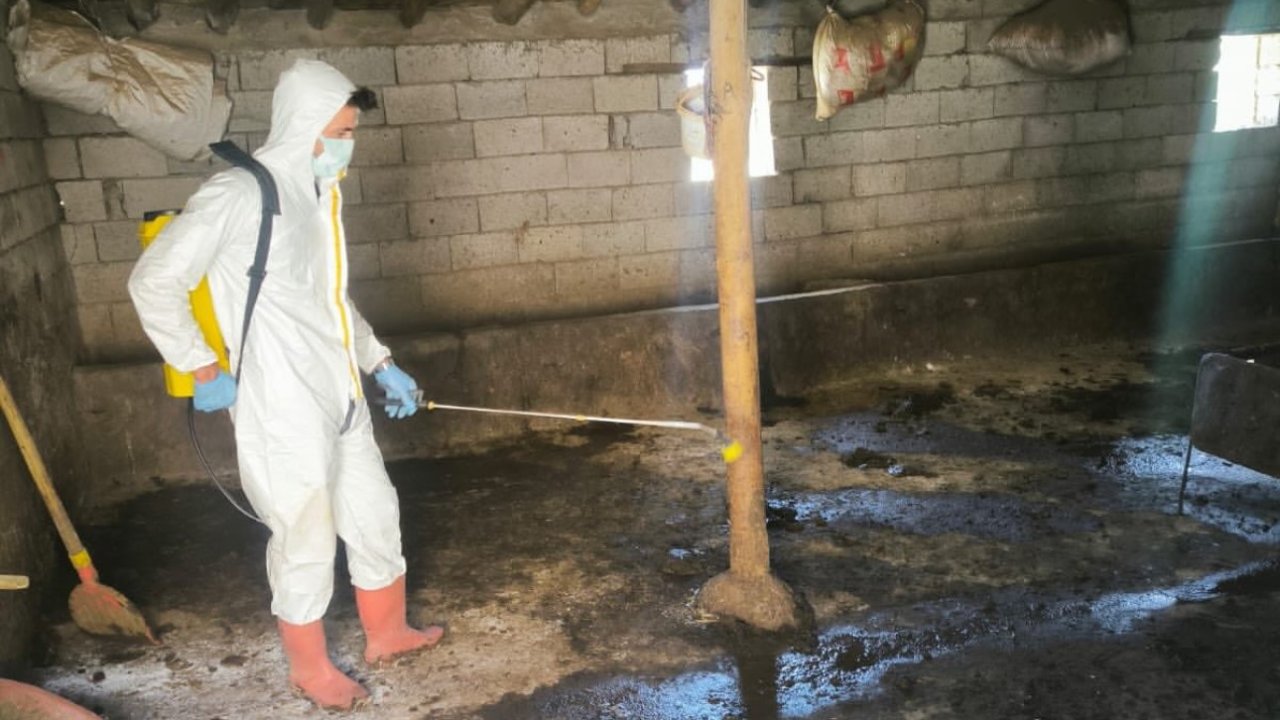 Yüksekova’da hayvan aşılama ve dezenfeksiyon çalışmaları devam ediyor