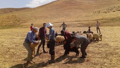Yüksekova’da hayvan aşılama ve kimliklendirme çalışması devam ediyor