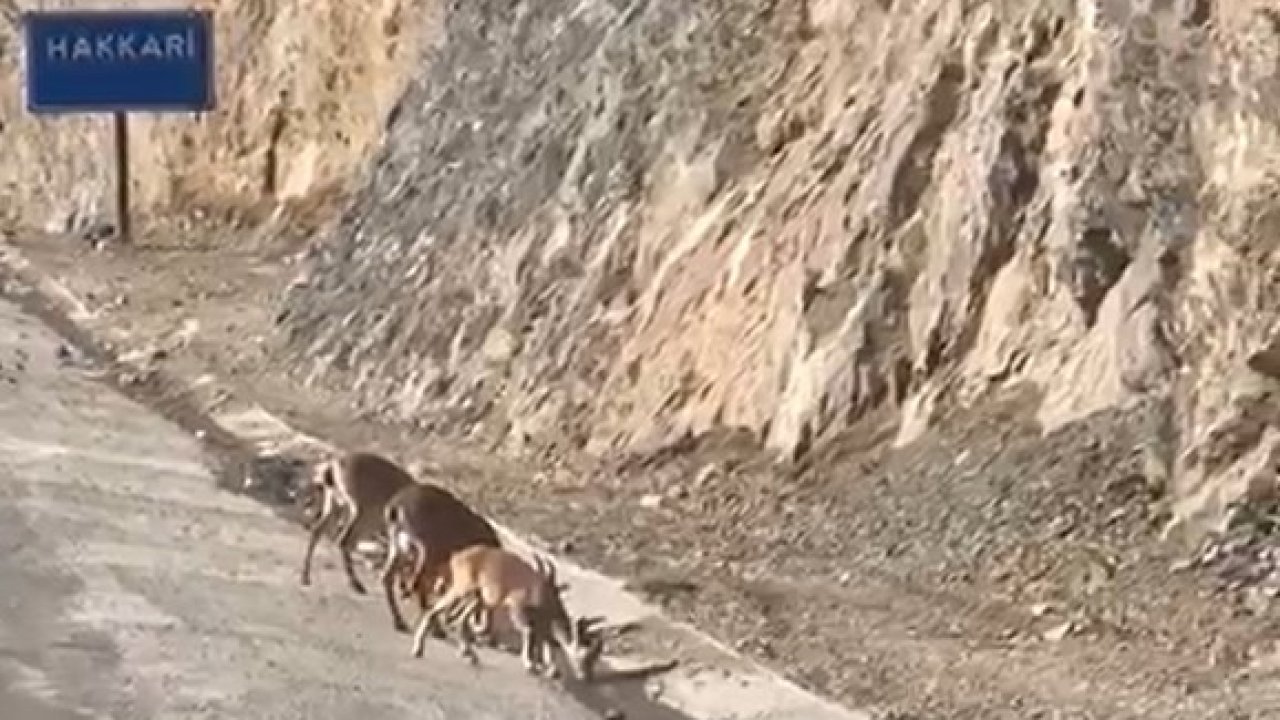 Hakkari’de su içen dağ keçileri görüntülendi