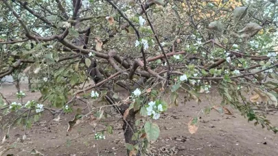 Sonbaharda ağaç çiçek açtı, görenler hayrete düştü