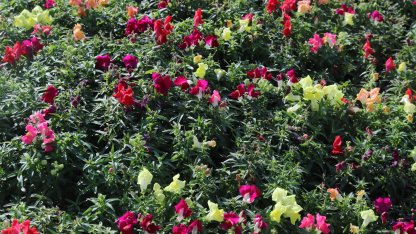 Antalya'da kışlık çiçeklerle rengarenk kent silüeti