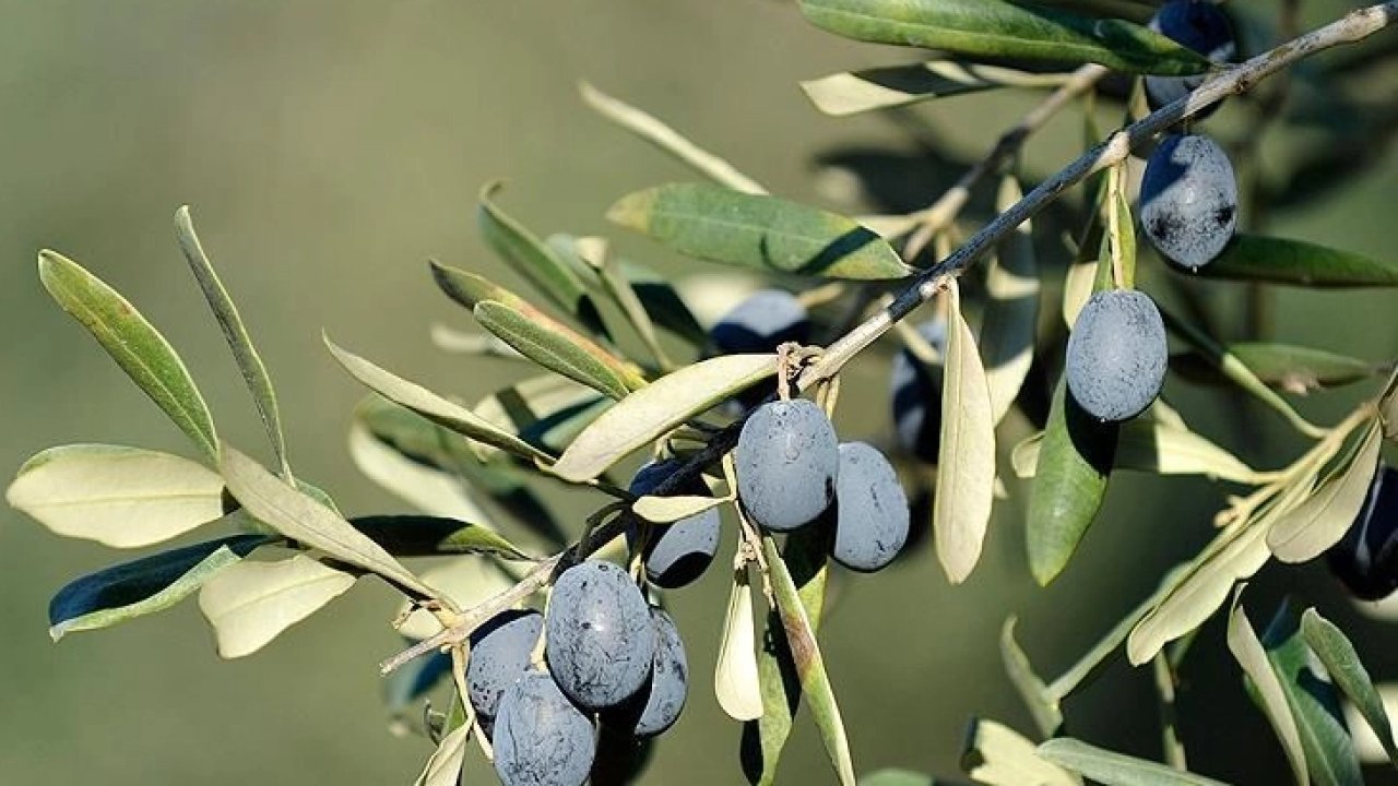 İşte Bursa&#039;da zeytin üreticinin en büyük sorunu