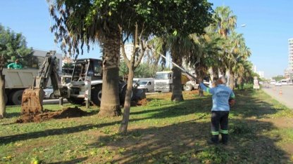 Adana Büyükşehir'den ağaç nakli