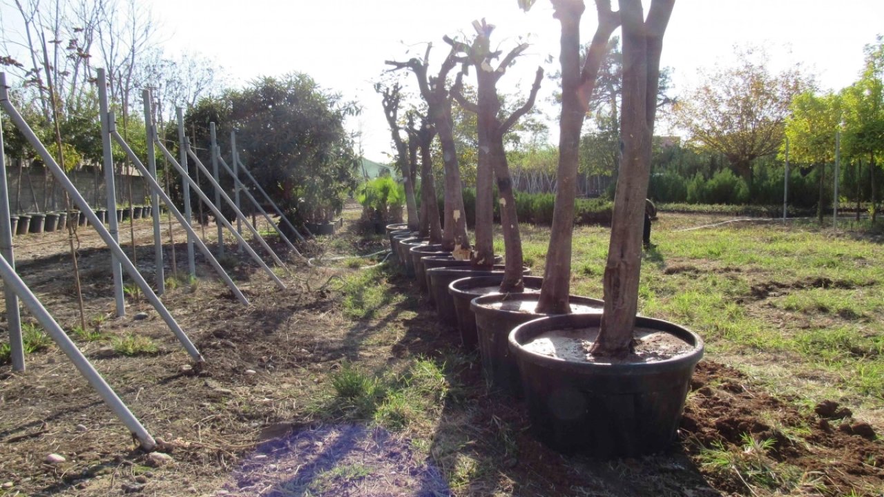 Adana'da kavşak çalışmalarında ağaçlara hassas dokunuş