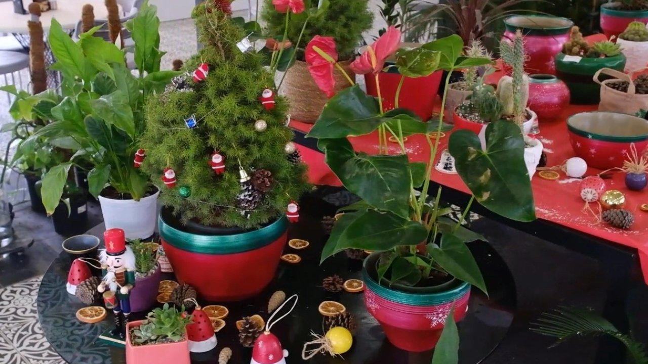 Başkentte bitki evleri görsel şölene dönüştü