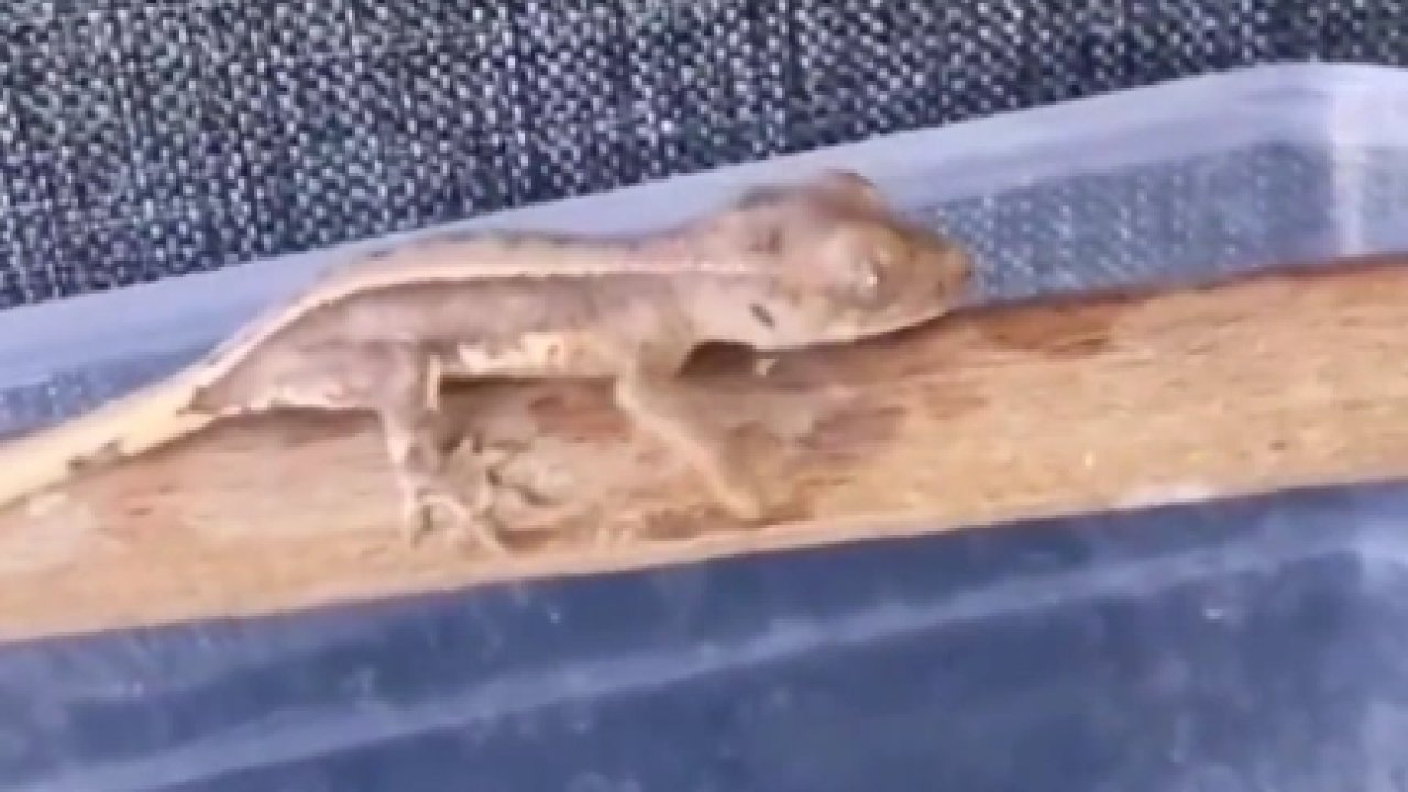 Burdur'da yasaklı yaban hayvanları ele geçirildi