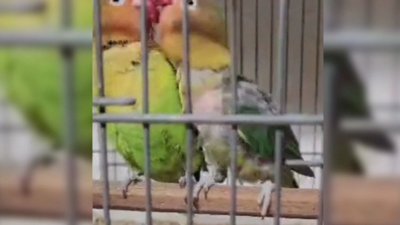 Çanakkale Biga'da belgesiz papağan operasyonu: 9 kuş yakalandı