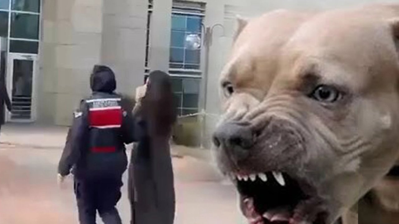 Etimesgut'ta pitbull dehşetinde yeni gelişme... Köpek sahibi tutuklandı!