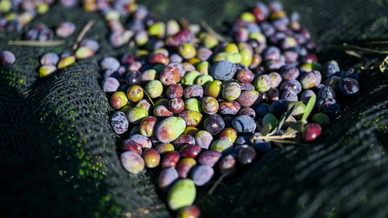 İzmir Bornova’da 1500 zeytin ağacında hasada başlandı