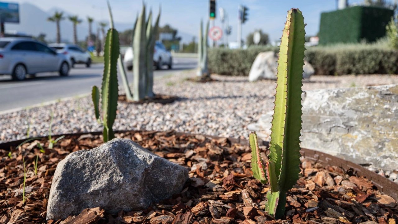 İzmir’in çehresi su tasarruflu bitkilerle güzelleşiyor