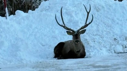 Karla kaplı Kuzuyayla’da kızıl geyik görüntülendi
