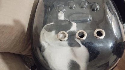 Kayseri Büyükşehir 'Tofu'yu kurtardı