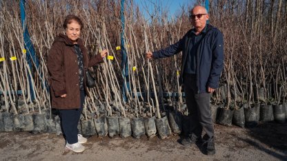 Kocaeli 3 bin 600 Trabzon hurması fidanı dağıtıyor