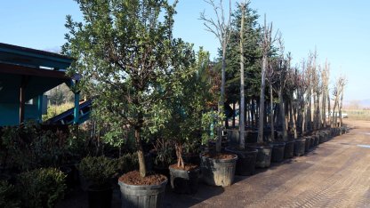 Kocaeli'de torf üretimi ile 50 milyon lira tasarruf sağlanıyor