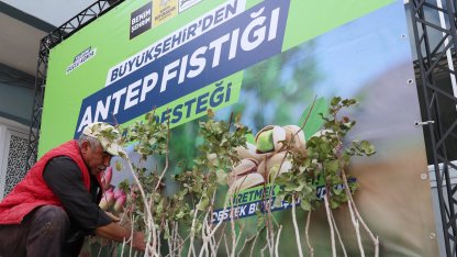 Konya'da antep fıstığı yaygınlaşıyor