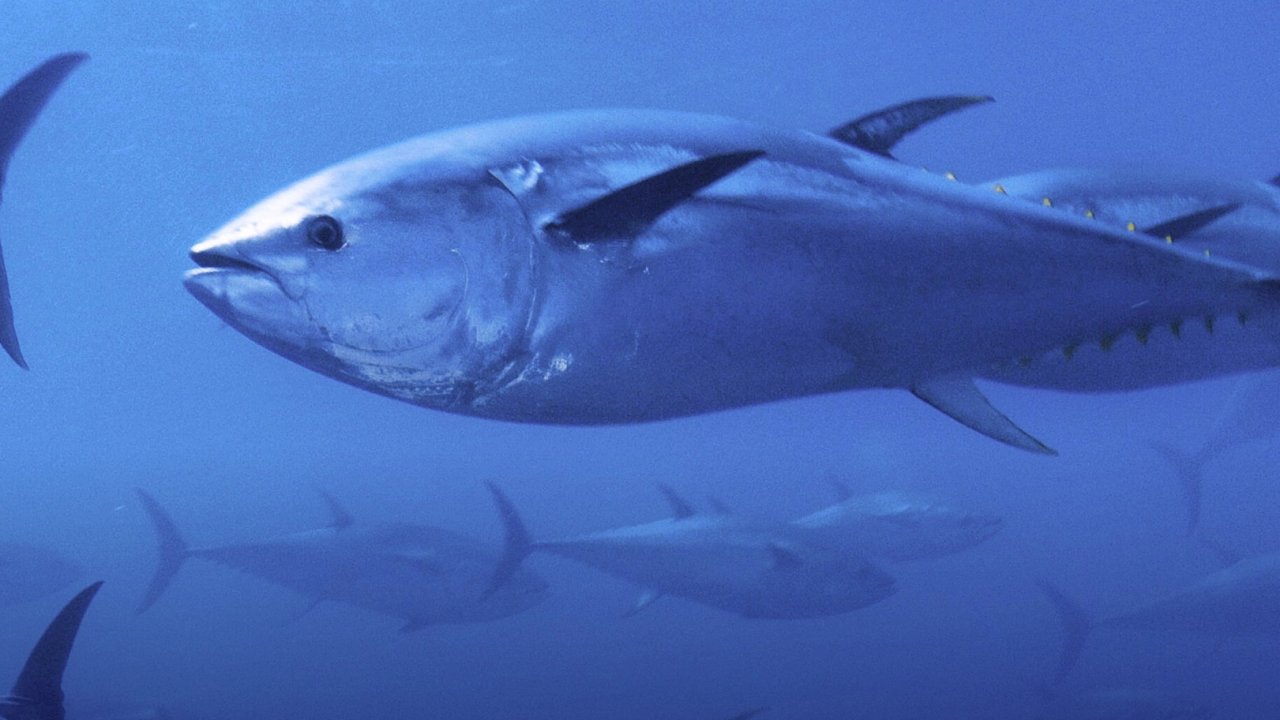 Mavi yüzgeçli orkinos kotası yüzde 20 arttı!