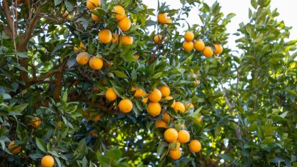 Mersin Kan Portakalı coğrafi işaret tescili aldı