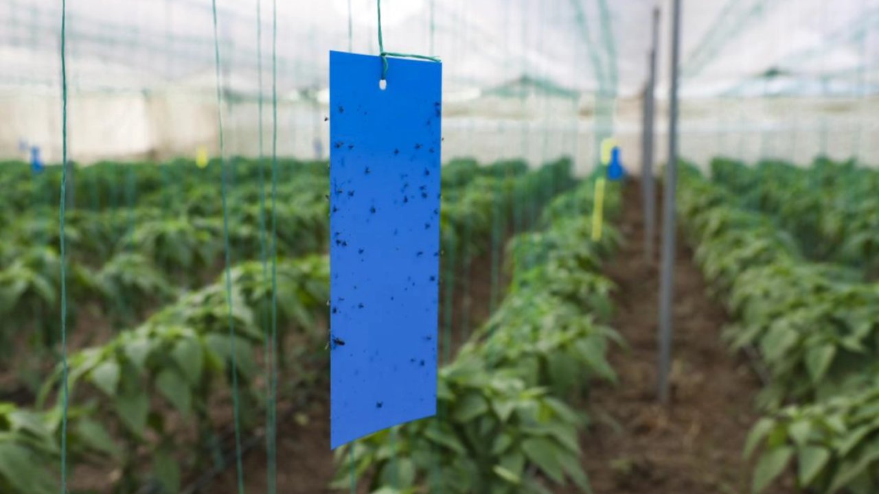 Mersin'de üreticilere sera ipi ve yapışkanlı tuzak desteği