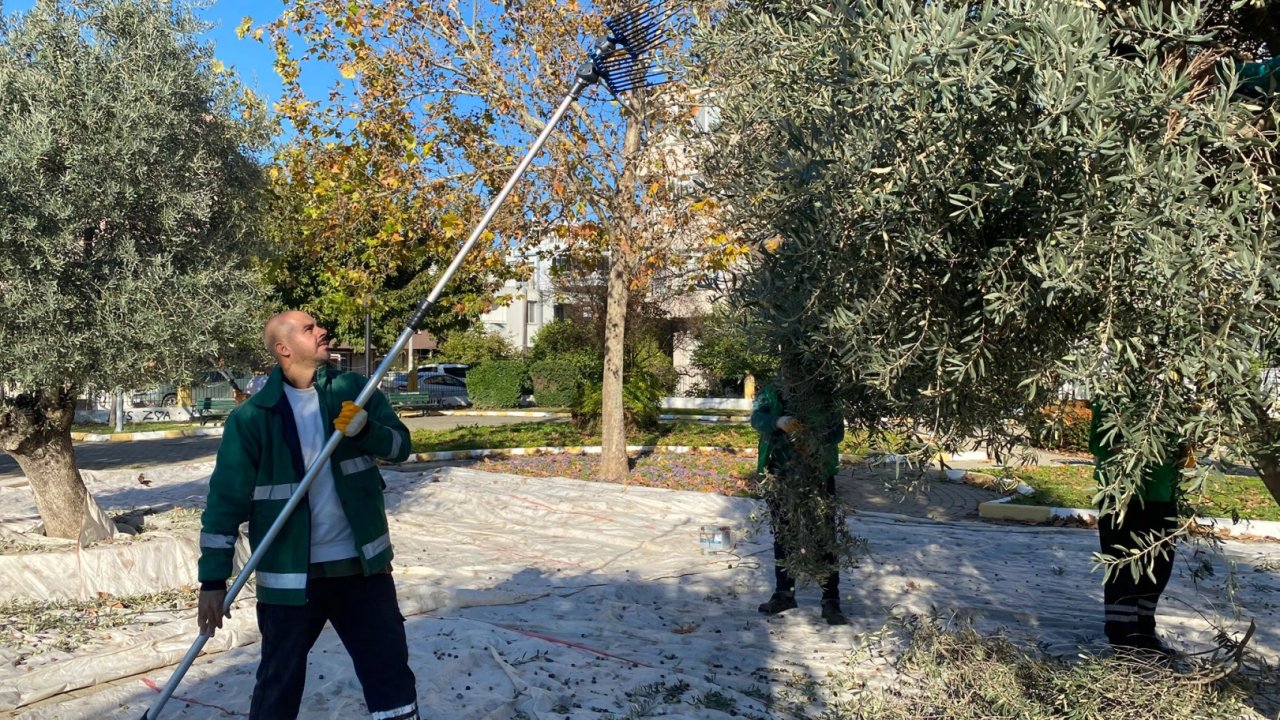 Muğla Milas'ın yeşil alanlarda zeytin hasadına devam ediyor