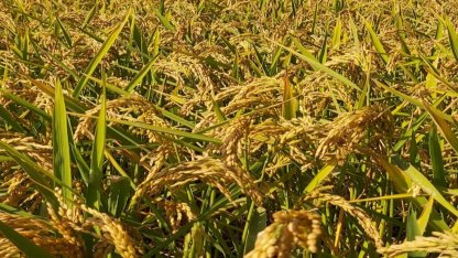 Pirinç ithalatı Ekim'de 13 kat arttı