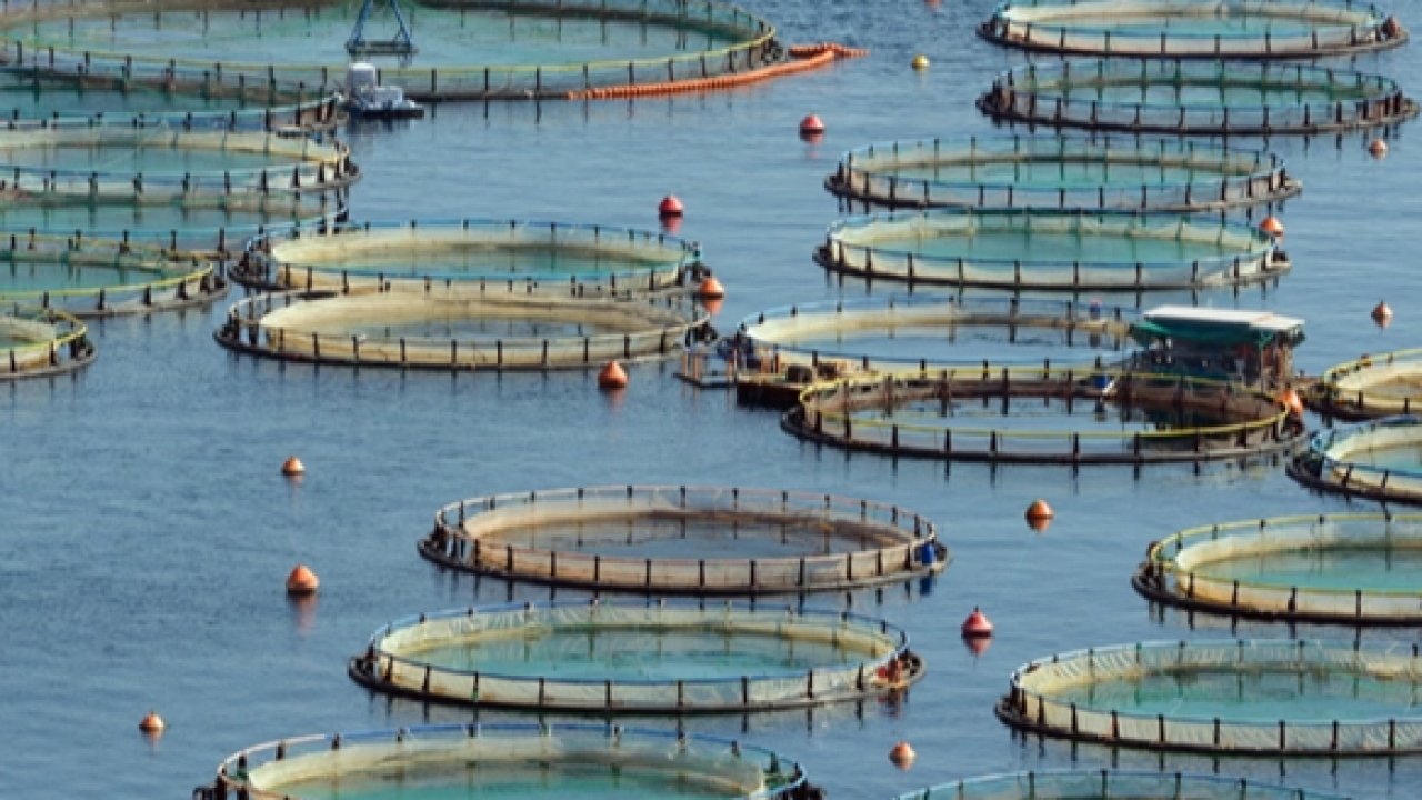 Türkiye, Akdeniz ve Karadeniz su ürünlerinde lider konumda