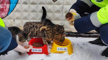 Bursa Büyükşehir patili dostların her daim yanında