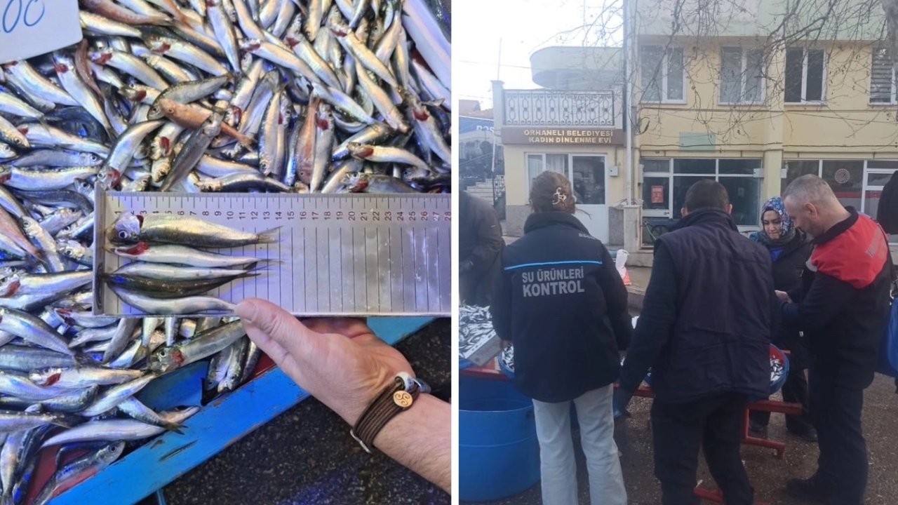 Bursa Orhaneli pazarında yasal boy altı istavritlere el konuldu