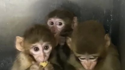 Bursa’da üç makak maymunu koruma altında