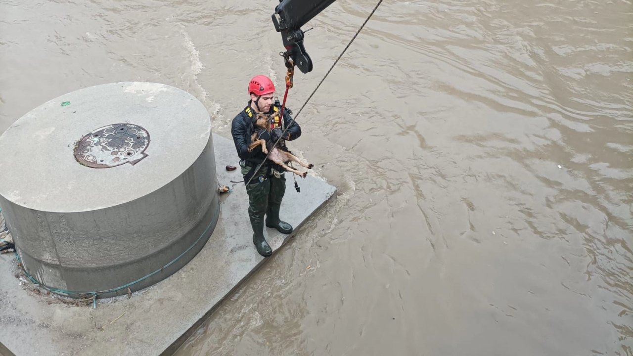 Derede köpek kurtarma operasyonu