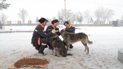 Diyarbakır'da sokak hayvanlarına 50 noktada mama desteği