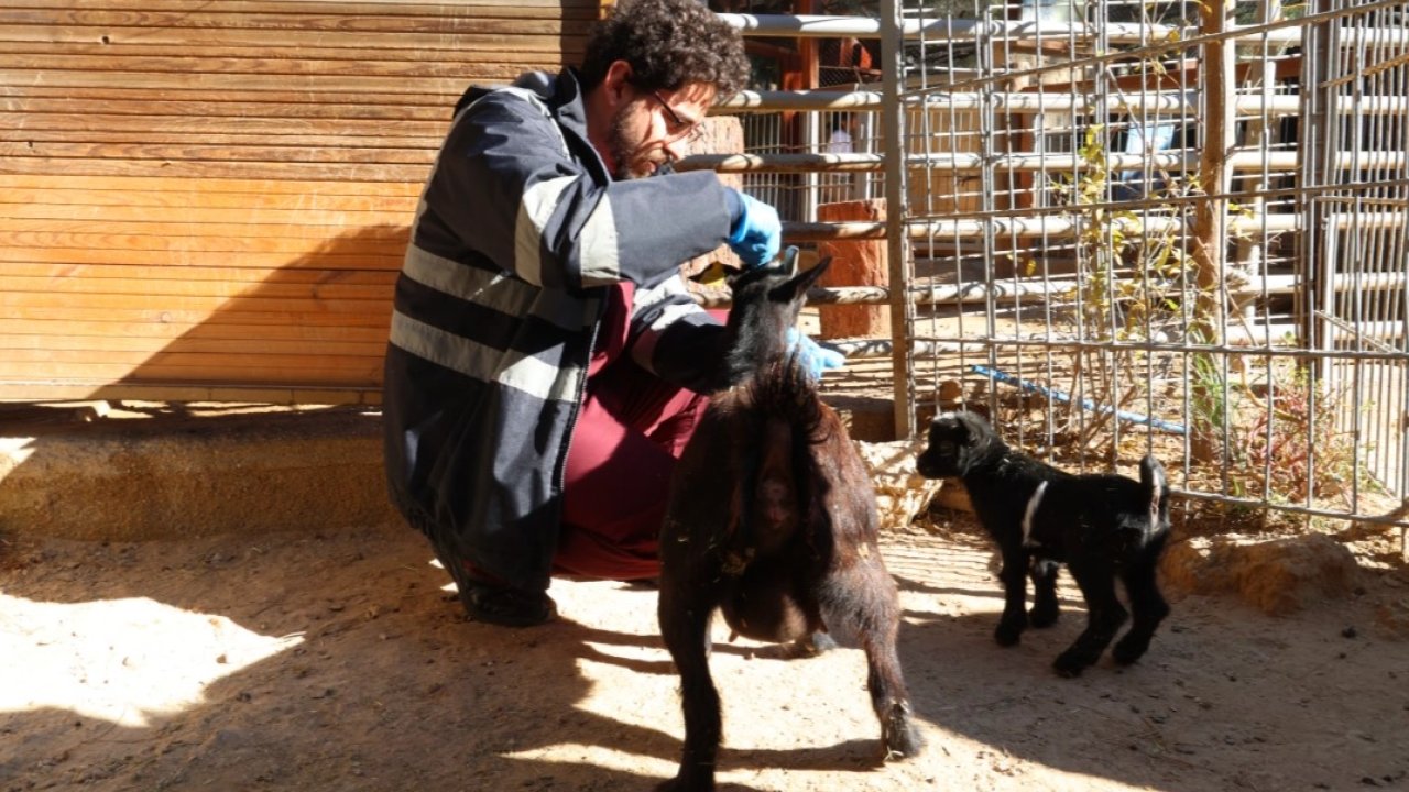 Doğal Yaşam Parkı’nda soğuk alarmı