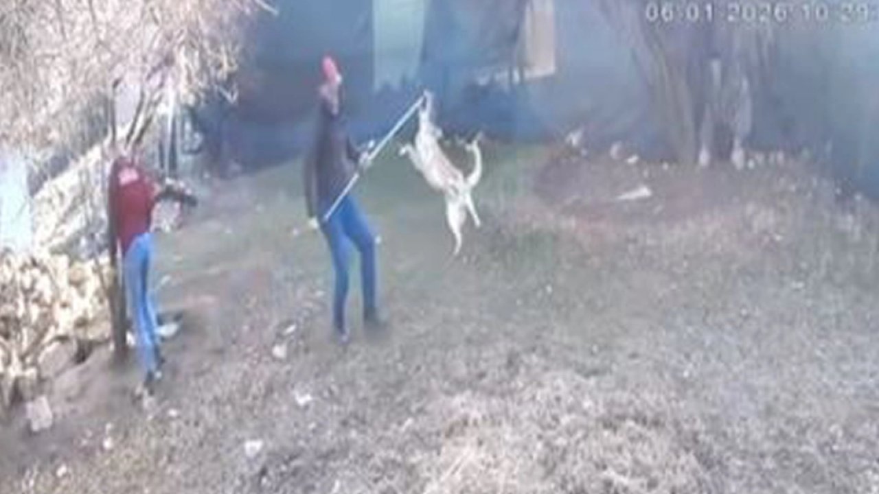 Elmalı’da köpek götürülme görüntüleri tepki çekti