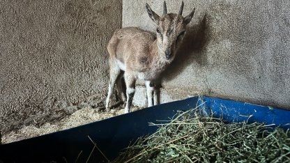 Finike'deki bitkin keçi Kumluca'da tedavi altına alındı