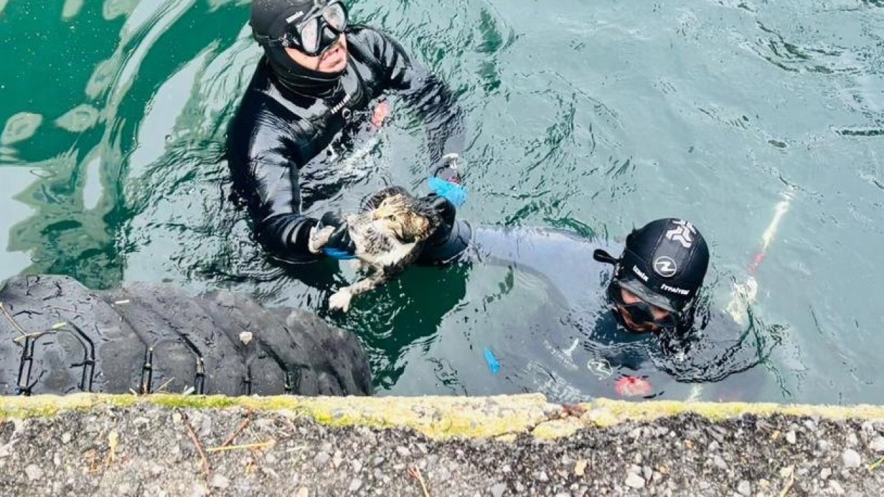 İzmir'de iskele altında sıkışan kediyi itfaiye kurtardı