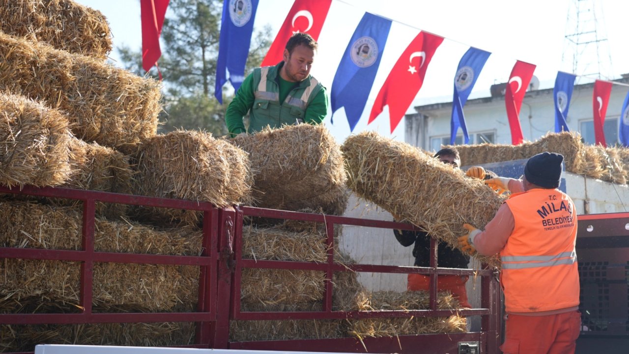 Milas’ta üreticilere yem ve saman desteğine devam