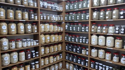 Muğla Büyükşehir’den 81 ile 22 milyon yerel tohum