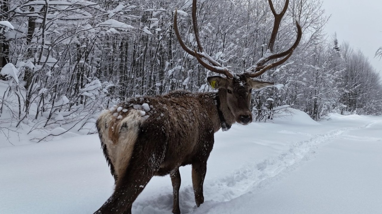 Ormanya’da tetiştirilen kızıl geyikler Kuzuyayla’nın müdavimi oldu
